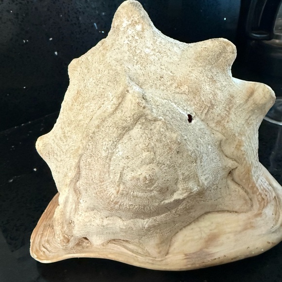 Large Natural Conch Shell - Picture 2 of 4